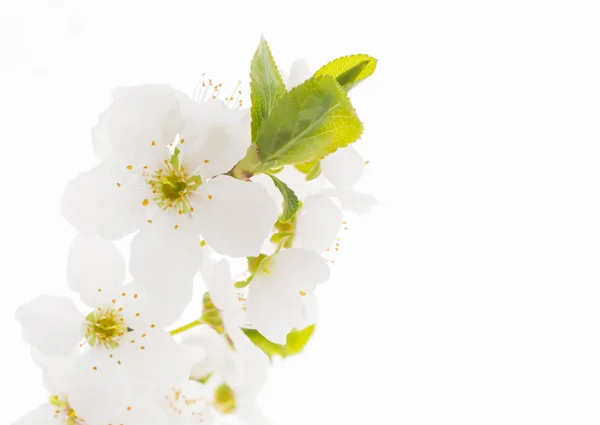 Schöne rosa Sakura. — Stockfoto