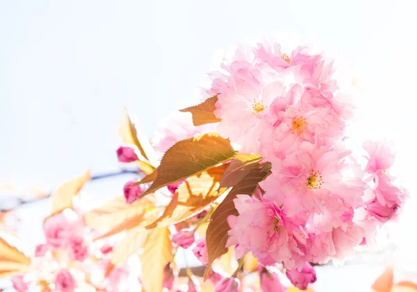 Schöne rosa Sakura. — Stockfoto