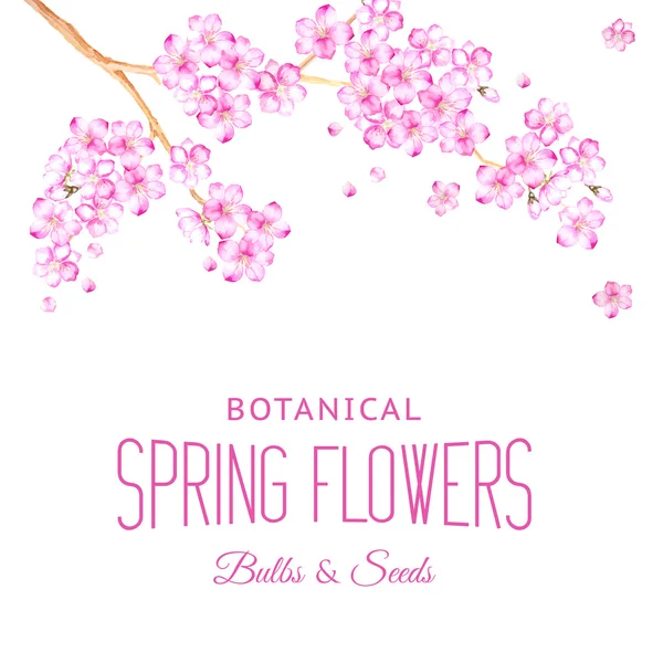 桜の花のカード. — ストックベクタ