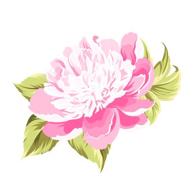 Şakayık bahar çiçek.