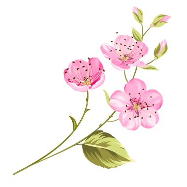 Kiraz çiçeği çiçek yaprakları ile.