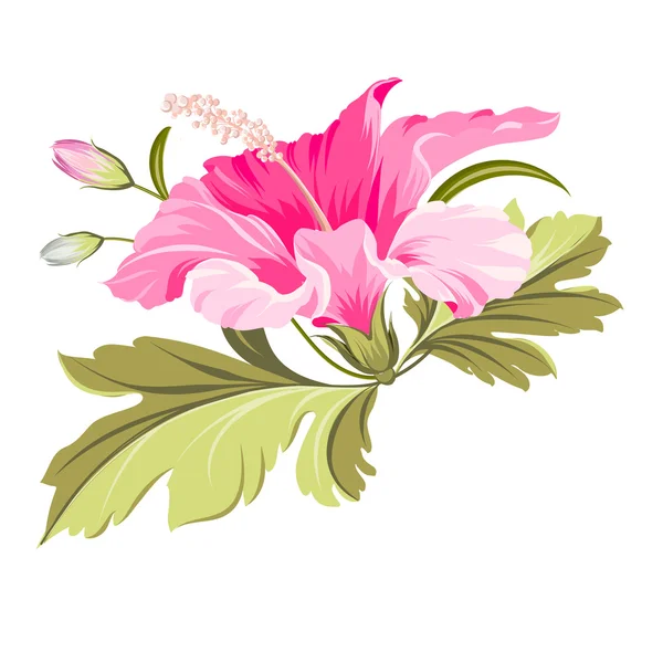 Hibiscus tropikal çiçeği. — Stok Vektör