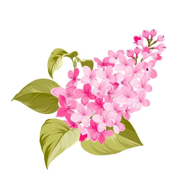 Frühling Syringa Blume. — Stockvektor