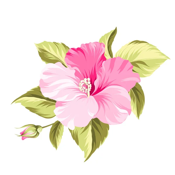 Hibiscus tropisk blomma. — Stock vektor