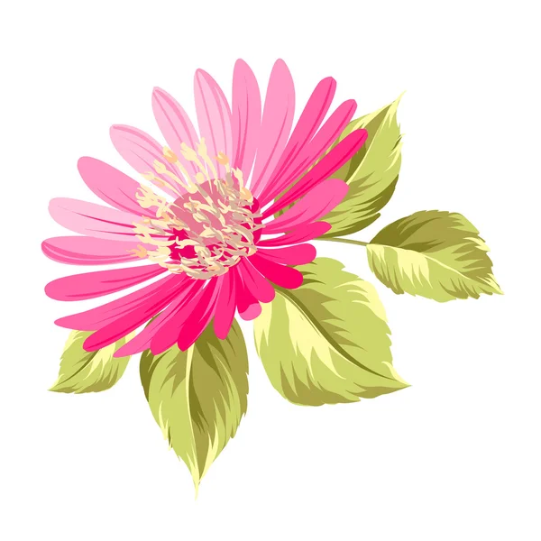 Chrysant bud. — Stockvector