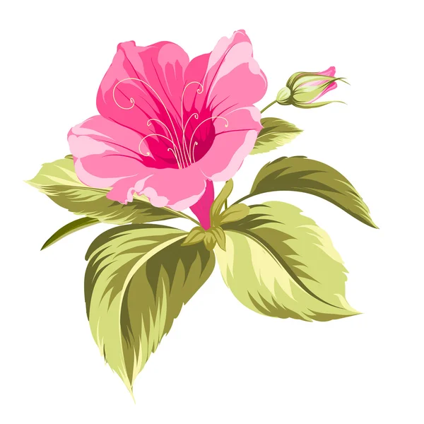 Hibiscus fleur tropicale. — Image vectorielle