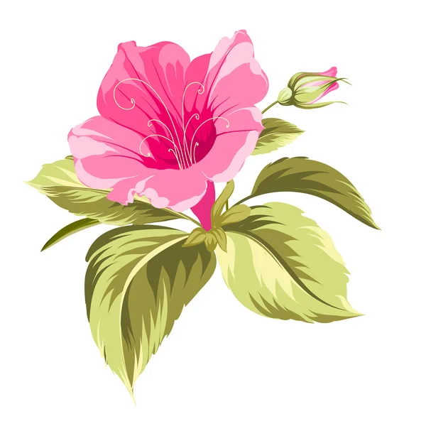Hibiscus tropical flower. — Stock Vector
