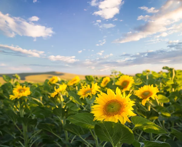 Solros fält. — Stockfoto