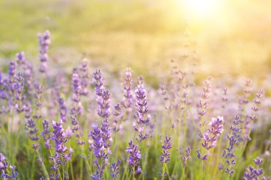 Günbatımı lavanta alanın üzerinde.