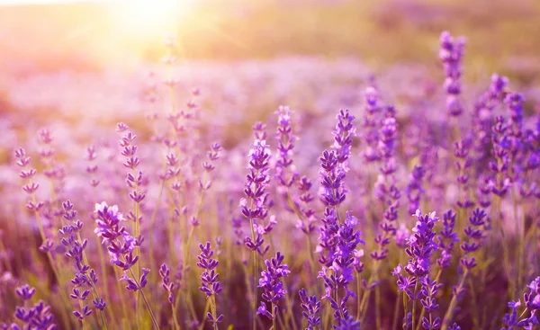Sunset over a lavender field. — Stock Photo, Image