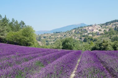 Provence 'deki lavanta tarlası