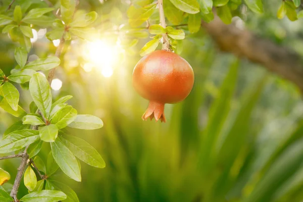 Ripe pomegranate fruit. — Stock Photo, Image