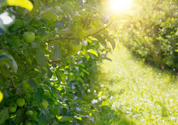 Appelbomen. — Stockfoto