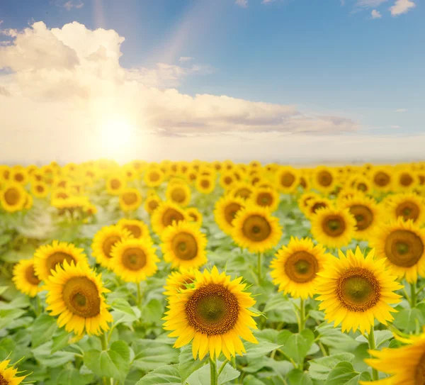 Fält blommande solrosor. — Stockfoto