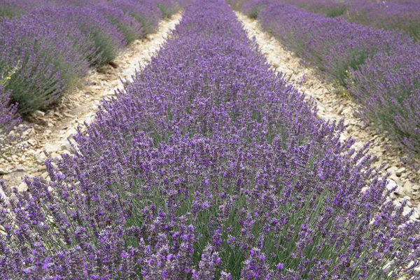 Lavender field in Provence, France. Shot with a selective focus. — Stockfoto