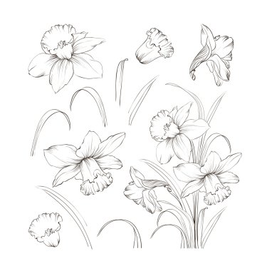 Set of line drawing narcissus, vector illustration clipart