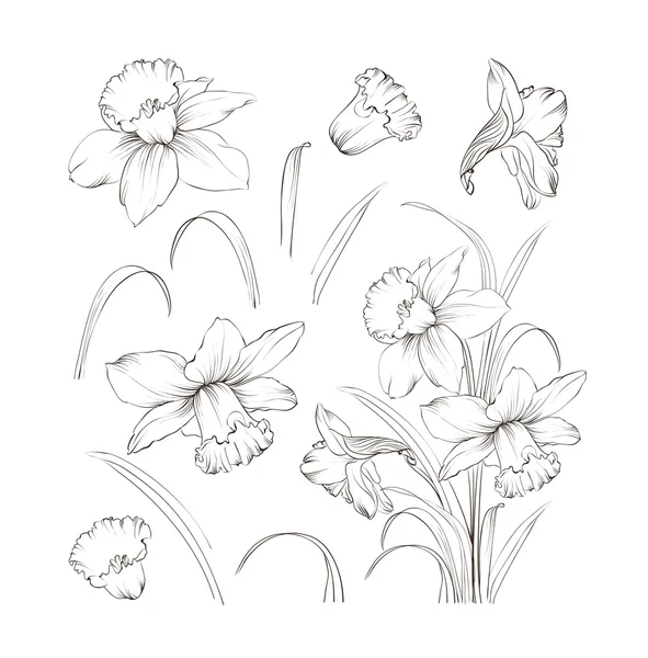 Set of line drawing narcissus, vector illustration Royalty Free Stock Vectors