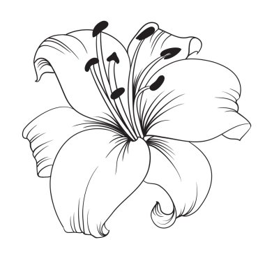 Free Free 194 Lily Flower Svg Free SVG PNG EPS DXF File