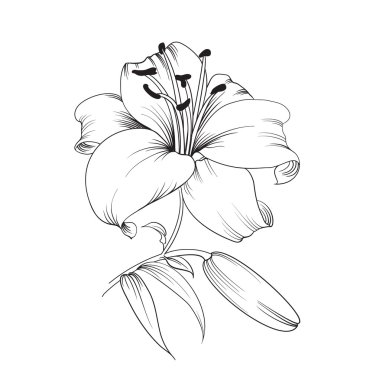 çiçek açan lily.
