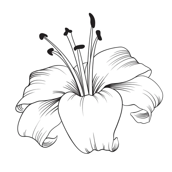 Virágzó liliom. — Stock Vector