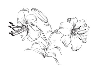 Lily flower composition.