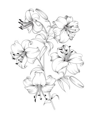 Lily flower composition.