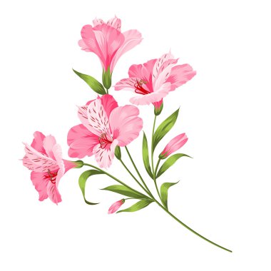 Beyaz izole Alstromeria şube.