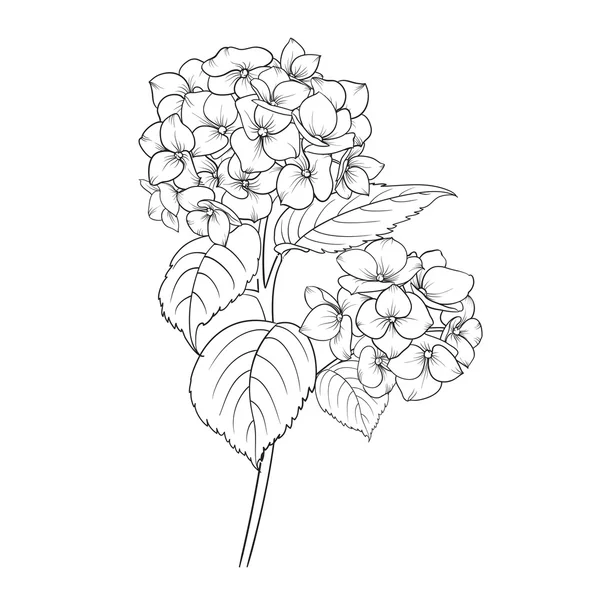 Hortensia flor floreciente . — Archivo Imágenes Vectoriales