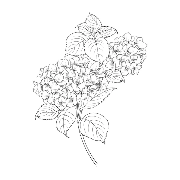 Blommande blomma hortensia. — Stock vektor