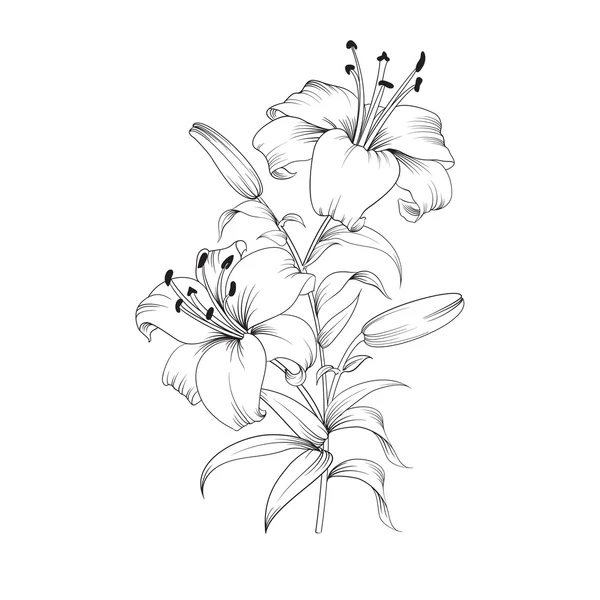 Flor de lirio . — Vector de stock