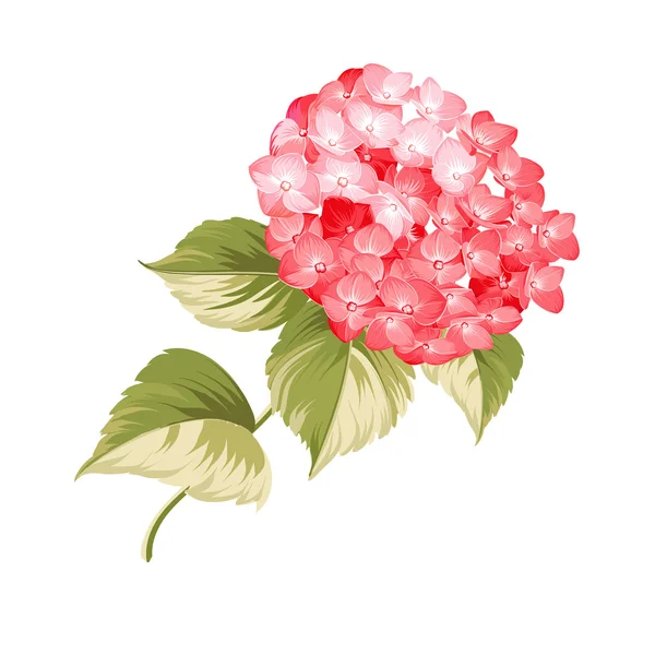 The Hortensia flower. — Stockový vektor