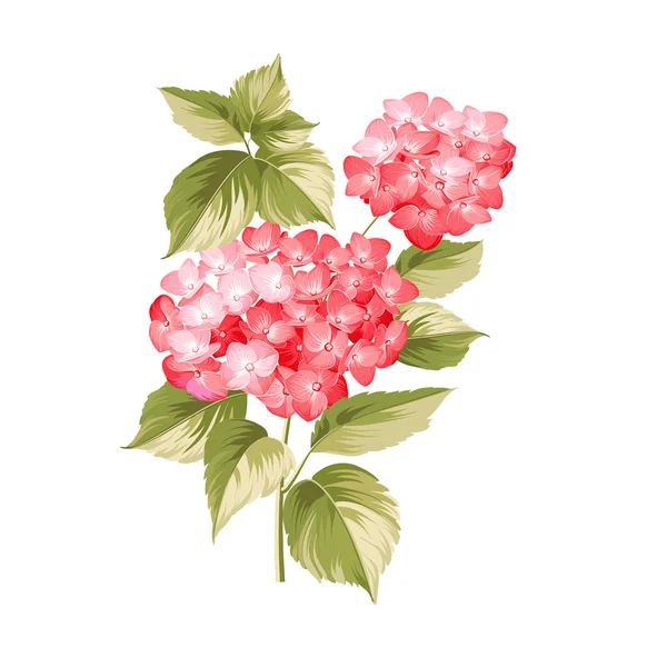 The Hortensia flower. — Stockový vektor