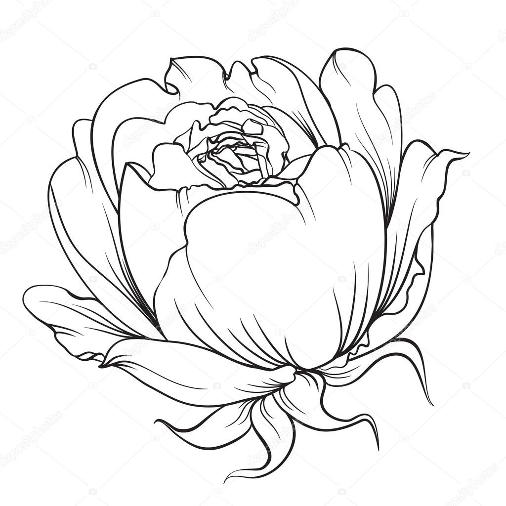 silhouette di rosa — Vettoriali Stock © Kotkoa Silhouette di rosa — Vettoriale Stock