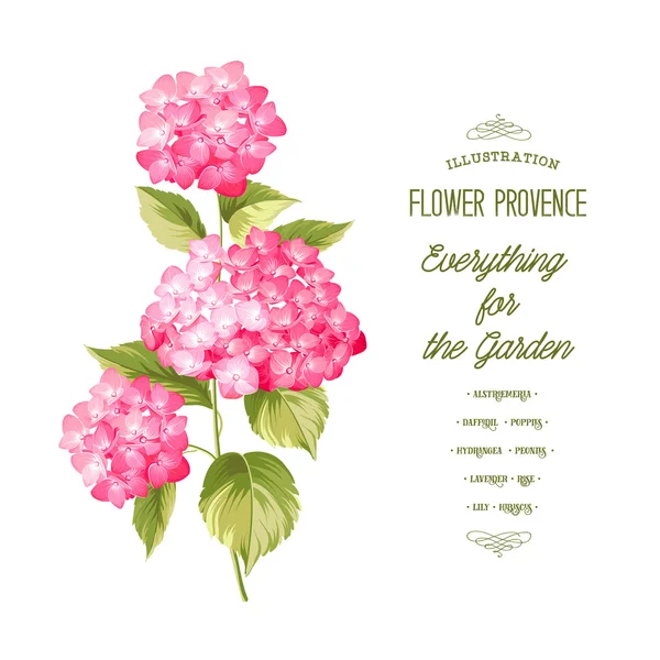 La flor de Hortensia . — Vector de stock