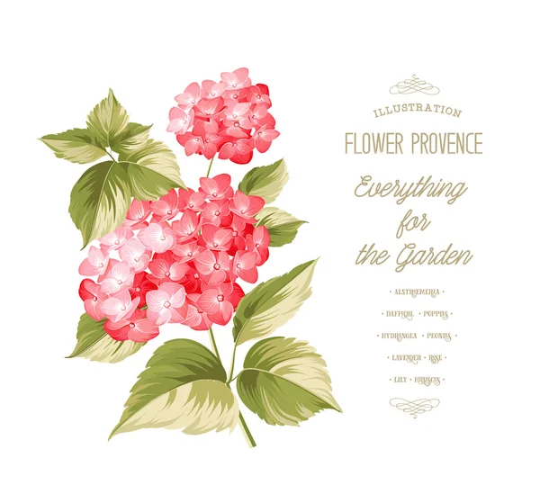 La flor de Hortensia . — Vector de stock