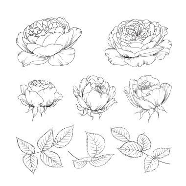 Roses bud collection.