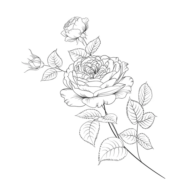 Ramo de rosas — Vector de stock