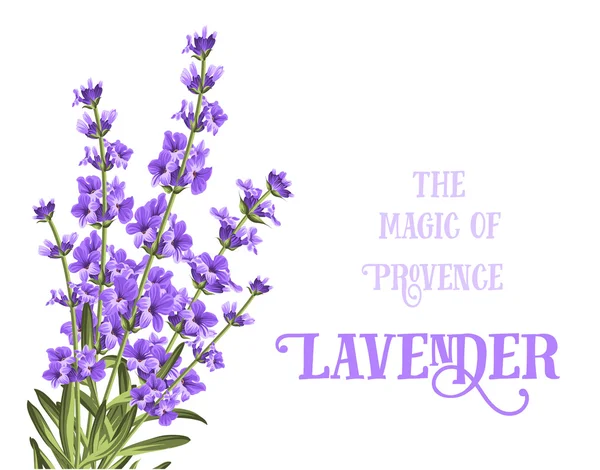 Die elegante Karte des Lavendels. — Stockvektor