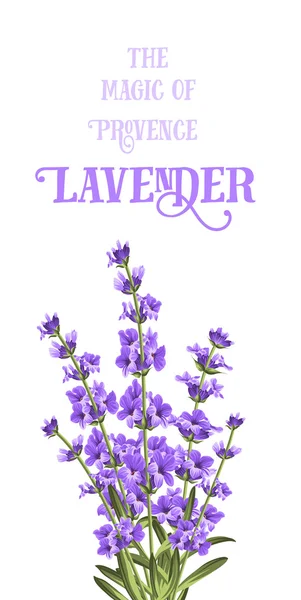 Die elegante Karte des Lavendels. — Stockvektor