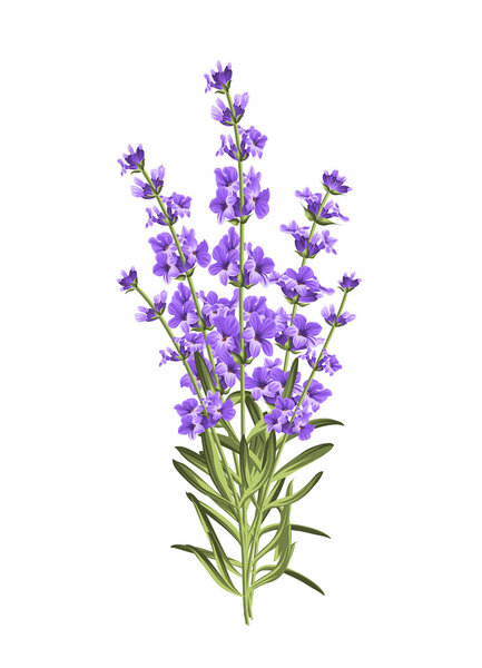 Bunch of lavender flowers on a white background