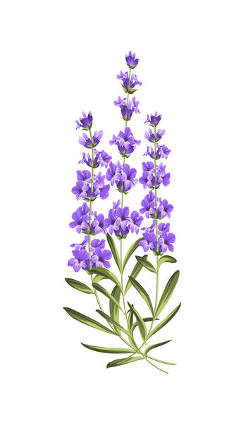 Bunch of lavender flowers on a white background