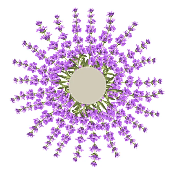 Couronne de fleurs de lavande . — Image vectorielle