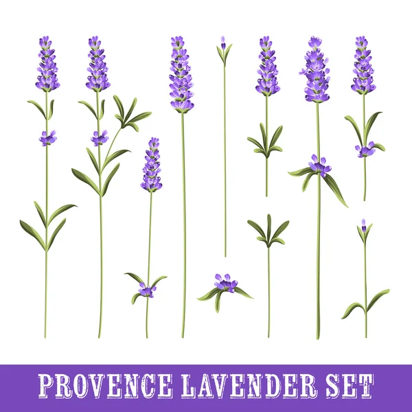 Set de lavanda . — Vector de stock