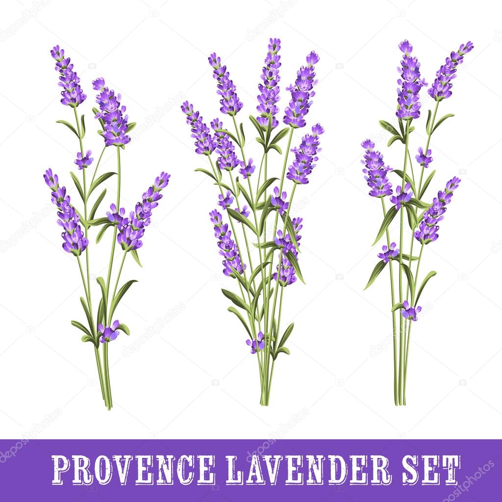 Set of lavender.