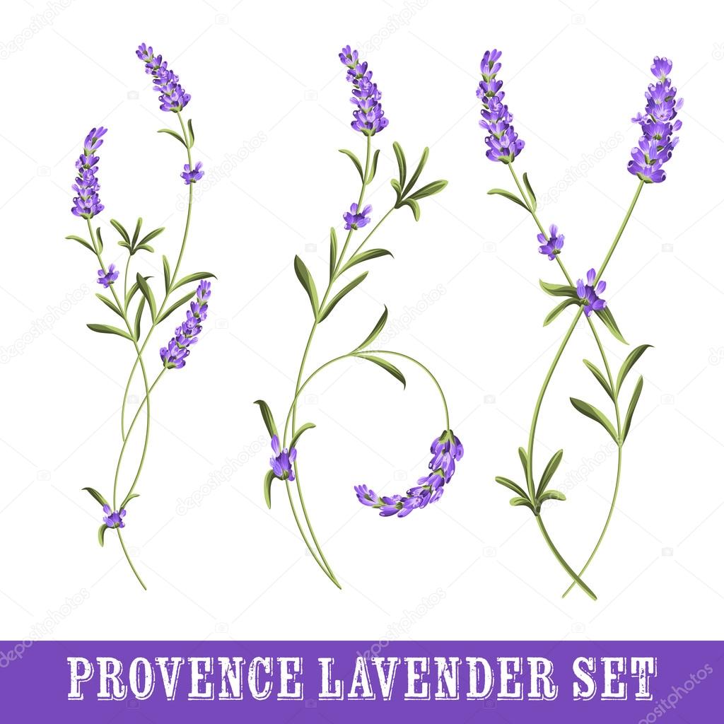 Set of lavender.