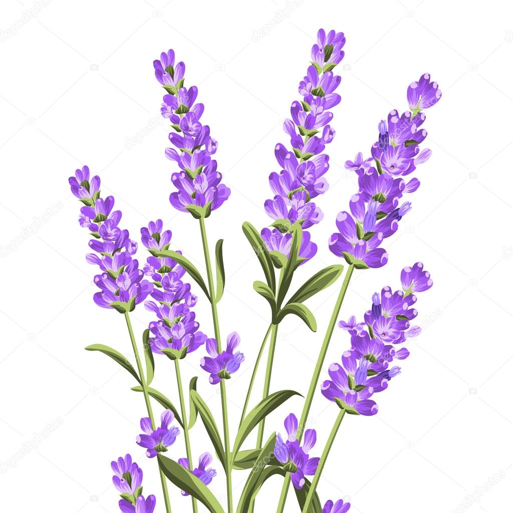 Bunch of lavender flowers on a white background