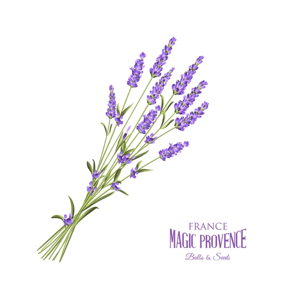 Lavendel elegante Karte. — Stockvektor