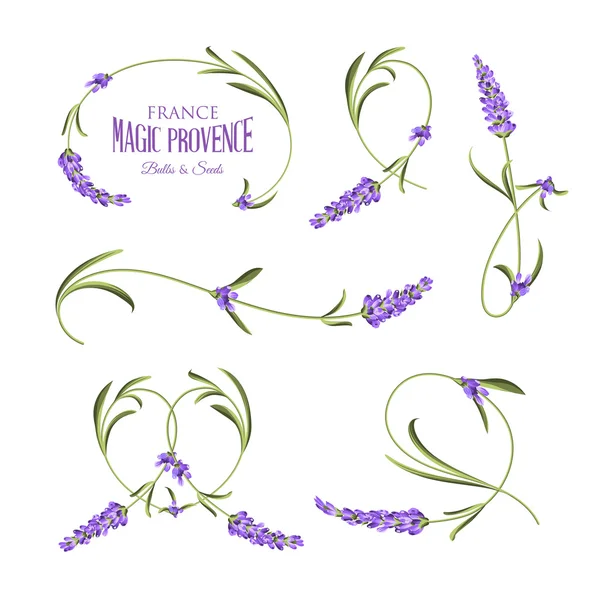 Set of lavender flowers elements — Stock Vector