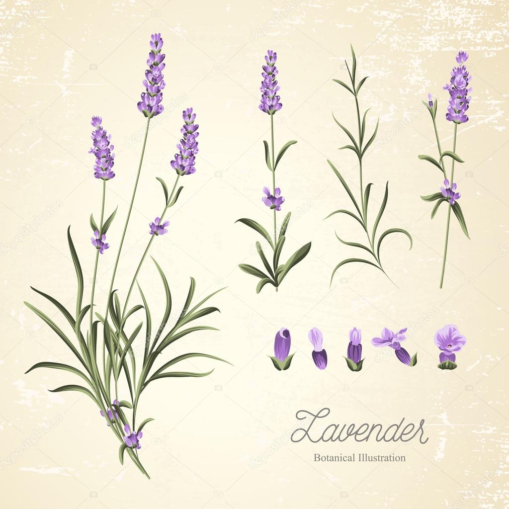 Insieme degli elementi di fiori di lavanda — Vettoriale Stock