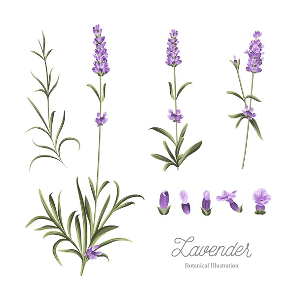 Set of lavender flowers elements — Stock Vector